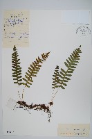 小水龍骨藏品圖，第1張