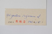 小水龍骨藏品圖，第2張