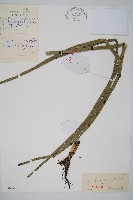 大木賊藏品圖，第1張