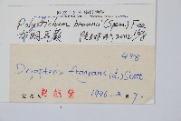 布郎耳蕨藏品圖，第2張