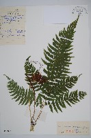 三叉耳蕨藏品圖，第1張