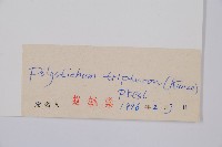 三叉耳蕨藏品圖，第2張