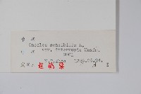 球子蕨藏品圖，第2張