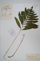 球子蕨藏品圖，第1張