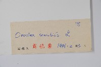 球子蕨藏品圖，第2張