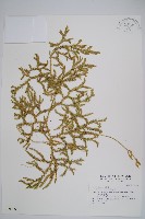 石松藏品圖，第1張