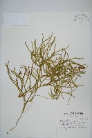 地刷子藏品圖，第1張