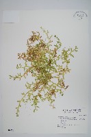 疏葉卷柏藏品圖，第1張