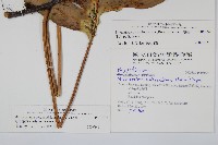 海岸星蕨藏品圖，第2張