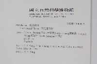 傅氏鳳尾蕨藏品圖，第2張