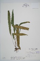 單葉雙蓋蕨藏品圖，第1張