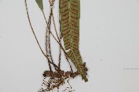 單葉雙蓋蕨藏品圖，第3張