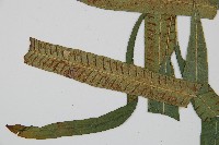 單葉雙蓋蕨藏品圖，第5張