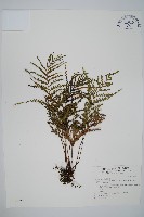 二羽達邊蕨藏品圖，第1張