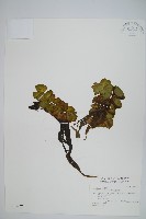 人厭槐葉蘋、速生槐葉蘋藏品圖，第1張