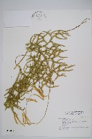 石松藏品圖，第1張