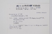 石松藏品圖，第2張