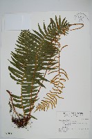 倒葉瘤足蕨藏品圖，第1張