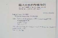 倒葉瘤足蕨藏品圖，第2張