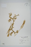 石松藏品圖，第1張