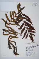 黑桫蕨藏品圖，第1張