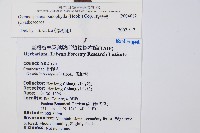 黑桫蕨藏品圖，第2張