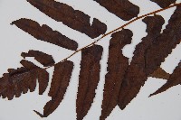 黑桫蕨藏品圖，第3張