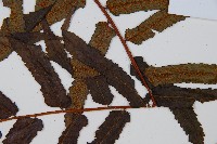 黑桫蕨藏品圖，第4張