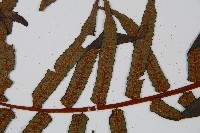 黑桫蕨藏品圖，第5張