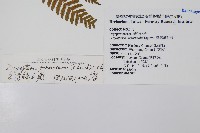 臺灣鱗毛蕨藏品圖，第2張