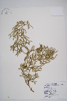 過山龍藏品圖，第1張