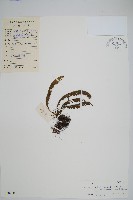 穴子蕨藏品圖，第1張