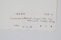 穴子蕨藏品圖，第2張