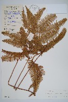 芒萁藏品圖，第1張