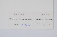 芒萁藏品圖，第2張