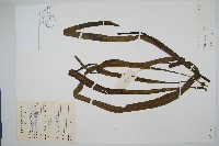 帶狀瓶爾小草藏品圖，第1張