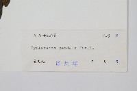 帶狀瓶爾小草藏品圖，第2張