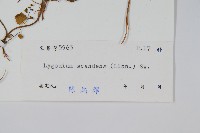 小葉海金沙藏品圖，第2張