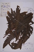 蛇脈三叉蕨藏品圖，第1張