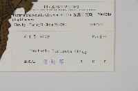 蛇脈三叉蕨藏品圖，第2張