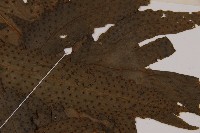 蛇脈三叉蕨藏品圖，第3張