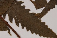 蛇脈三叉蕨藏品圖，第4張