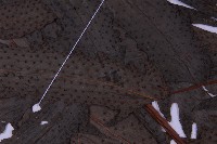 蛇脈三叉蕨藏品圖，第5張