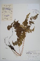 黑足鱗毛蕨藏品圖，第1張