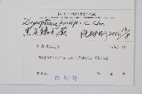 黑足鱗毛蕨藏品圖，第2張