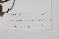 藤蕨藏品圖，第2張