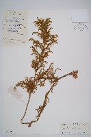 過山龍藏品圖，第1張