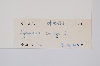 過山龍藏品圖，第2張