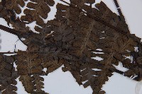 草綠短腸蕨藏品圖，第4張