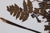 草綠短腸蕨藏品圖，第5張